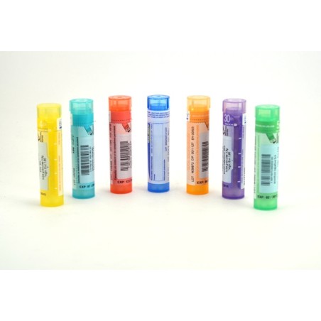 BOVISTA GIGANTEA Tubes granules